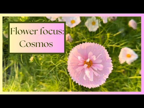 All About Cosmos Flowers: Growing, Harvesting, and My Favorite Varieties!
