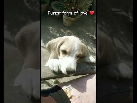 My doggy #music #dog #dance #funny #rap #song #food #hindisong #foodie #hansrajraghuvanshi