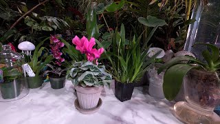 Plant Haul From Garden Heights Nursery