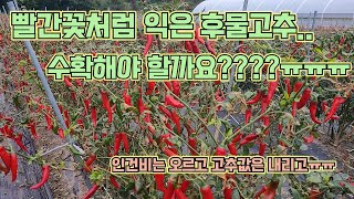 지금 익은 후물고추, 수확해야 하나요?!!! 농사의 여신의 고추농사!!