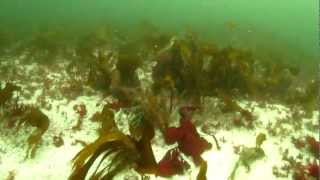 preview picture of video 'Feisty Lobster off Inisheer, Aran Islands'