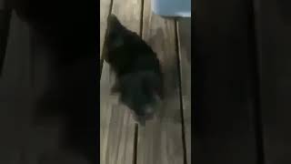 Dingo Puppies Videos