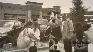 Mississippi Moo visits Chick-fil-A for the National “Eat More Chikin” Day