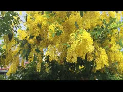 ゴールデンシャワー