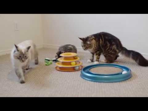 Q&A: What Are Your Cats' Favorite Toys?