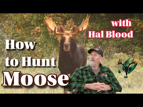 How to Hunt Moose with Master Maine Guide Hal Blood