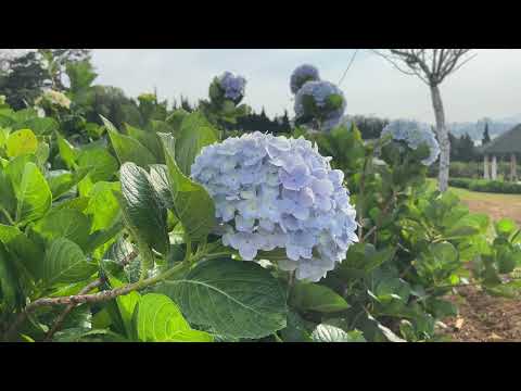 All In Good Time / Hydrangea flower ☷☵