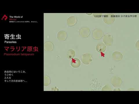 The World of Micros’ -病原体編-