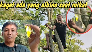 Download lagu pemburuan sogon albino yang susah di tangkap mp3