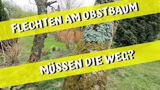 FLECHTEN AM OBSTBAUM / MÜSSEN DIE WEG?