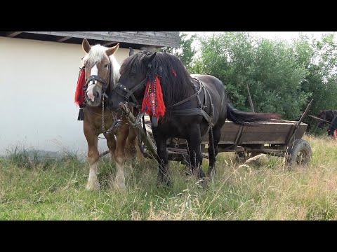 Targul de cai de la Bixad, Satu Mare 30 Iunie 2021