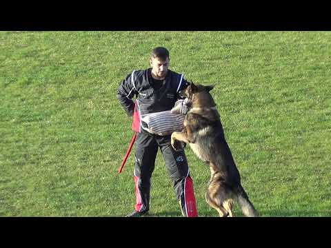 WUSV 2021  AUT 3 - DIESENREITHER ROBERT & LIFE VOM KÄMPFERHERZ C 94