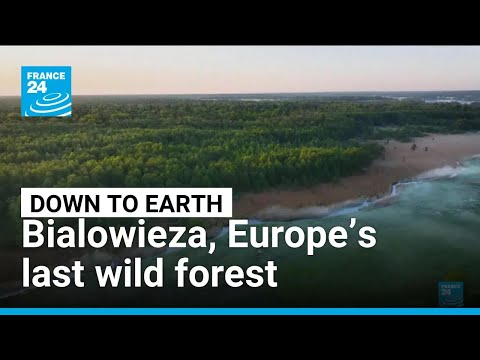 Earth's oldest living organisms survive in Europe's last wild forest • FRANCE 24 English
