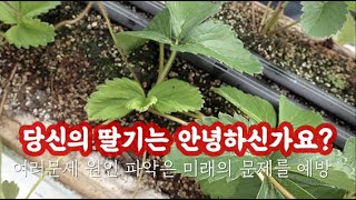 2020년 9월 29일 정식 17일차 딸기 묘 관리방법 위황병 짝잎 의심 제거  끝이 없다 현재 보식한 묘 …