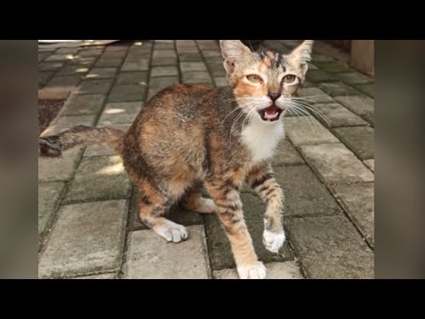Save The Cat Crying Loudly In Pain. Episode 1