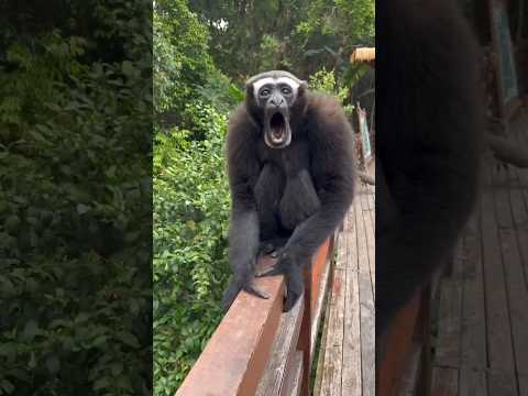 Monkey Sounds Like Dog 🐒🔊🐕😱😱🙉 #youtubeshorts #shorts #viralshorts #monkey #ytshorts #shortsfeed #dog