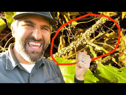 50.000 cocciniglie hanno DISTRUTTO la mia vite del frutto della passione?!? 😱😭È questa la fine?