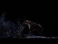 Hyenas Night Safari Show
