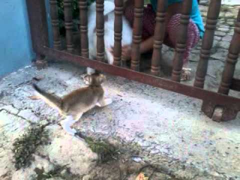 Fight Between Small Cat And Dog