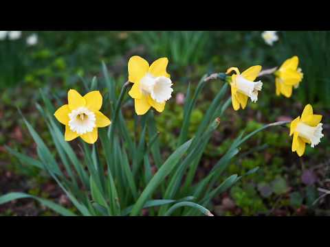 Beautiful relaxing music - spring