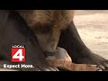 2 Grizzly Bears Enter Restricted Area At Detroit Zoo