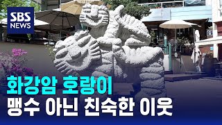 화강암 호랑이..맹수가 아닌 친숙한 이웃 / SBS