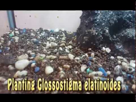 How to plant Glossostigma elanotoides - planting glossostigma