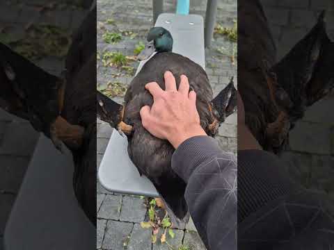 Duck belly cutlets and fillets 😁🦆😂 #funnyanimals #funnyanimals #duck #drake