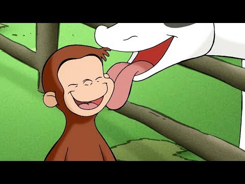 Jorge el Curioso en Español 🐵  ¡Fuera Vacas!  🐵 Episodio Completo 🐵 Caricaturas Para Niños