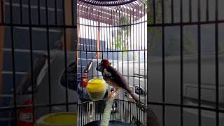 Download lagu Murai pun ikutan Nyaut Denger Anis Kembang Ngeplong apalagi burung anda @NoviAgungPrabowo mp3 Download lagu Murai pun ikutan Nyaut Denger Anis Kembang Ngeplong apalagi burung anda @NoviAgungPrabowo mp3