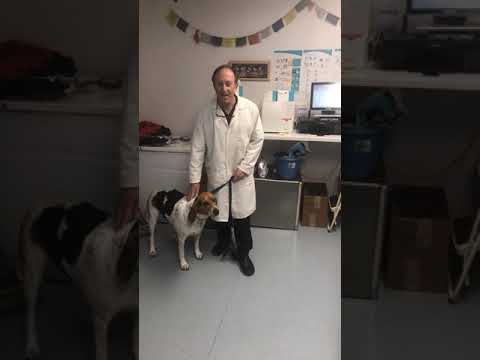 Hypothyroidism in a Hound Dog