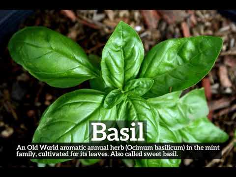 How to Say Basil in English? | How Does Basil Look? | What is Basil?