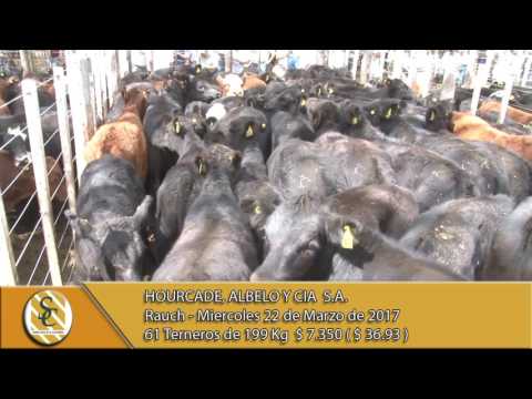 22-03-17 Venta de Machos - Hourcade, Albelo y Cia S.A. - Rauch.