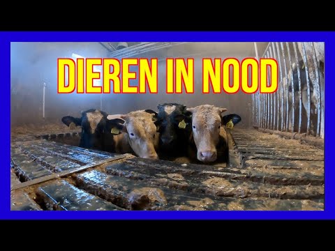 Dieren in nood. - VOLUNTEERS DUTCH FIREFIGHTERS -  BRANDWEER LUNTEREN -