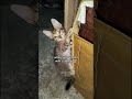 When Your Cat Is Loaded With Cuteness Kitten Cute Shortvideo