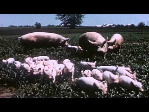 Bacon U.S.A. - Iowa Hog Farm