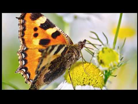 OPwekking 639 Ik heb U lief