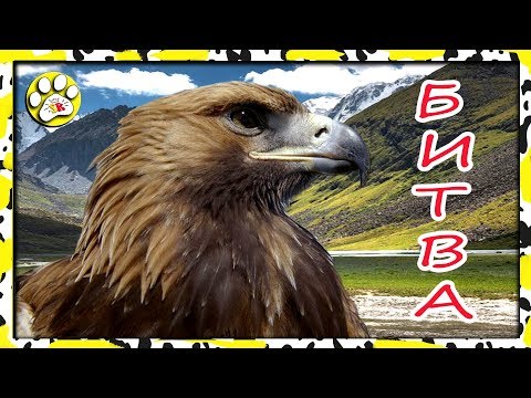 БИТВА ЯСТРЕБЫ и ко деагостини Часть2