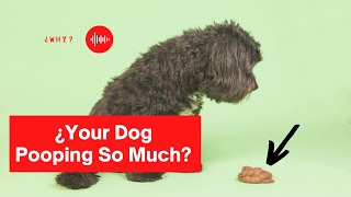 💩Why Is My DOG POOPING So MUCH and What TO DO?🐶