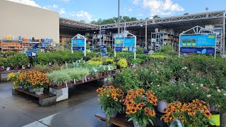 Lowes July plant inventory. Beautiful Perennials, annuals and shrubs
