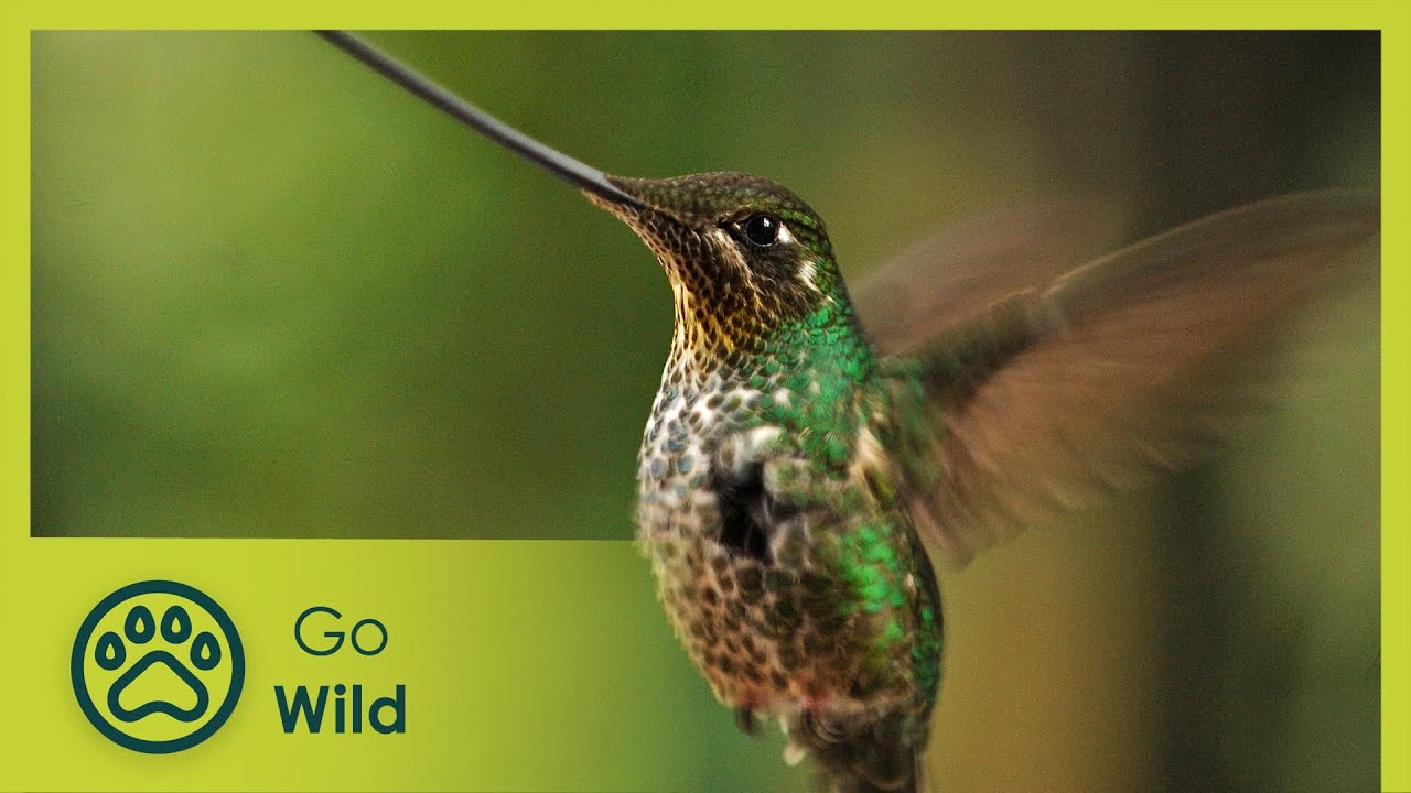 Hummingbirds: Jewelled Messengers - Go Wild