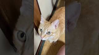 はるちゃんは元気に暮らしています。というのを報告するための動画