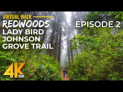 4K HDR Redwood Forest Walk – Misty Morning on Lady Bird Johnson Grove Trail, California | Part 2