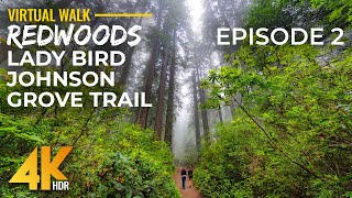 4K HDR Redwood Forest Walk – Misty Morning on Lady Bird Johnson Grove Trail, California | Part 2