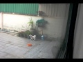 Don T Chew My Plant