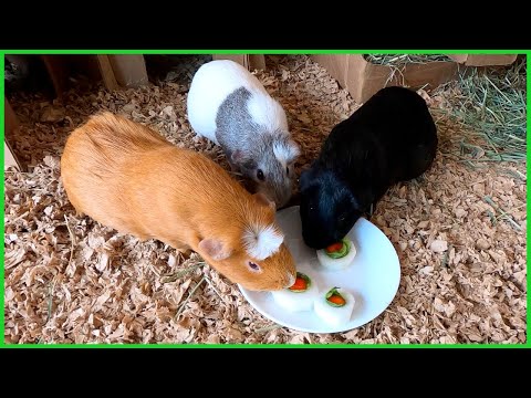 YouTube video about: Can guinea pigs eat seaweed?