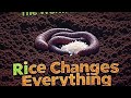 Bigger Worms, Richer Soil: The Rice Secret Gardeners Can’t Ignore!