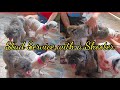 Basic Tutorial for Dog Stud Service | Shihtzu Stud Service Ideas #studservice #dogshooter