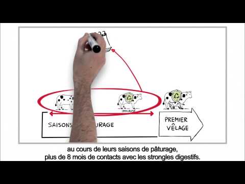 , title : 'Parasitisme chez les bovins - Gestion raisonnée vis-à-vis strongles digestifs (version HD)'