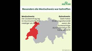 Viröse Vergilbung bei der Zuckerrübe